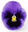 pansy post pansy image